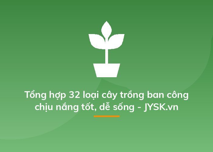 Tổng hợp 32 loại cây trồng ban công chịu nắng tốt, dễ sống - JYSK.vn