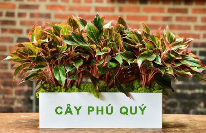 Cây phú quý hợp mệnh gì? Ý nghĩa, cách trồng và chăm sóc