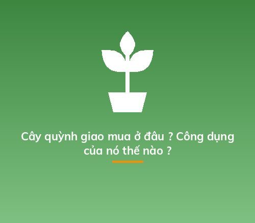 Cây quỳnh giao mua ở đâu ? Công dụng của nó thế nào ?