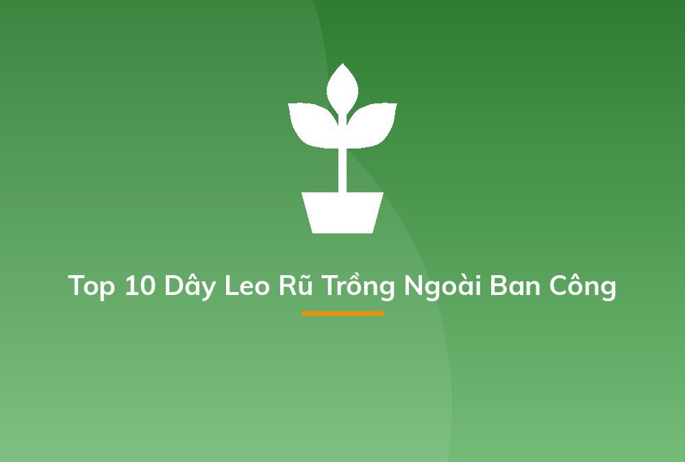 Top 10 Dây Leo Rũ Trồng Ngoài Ban Công