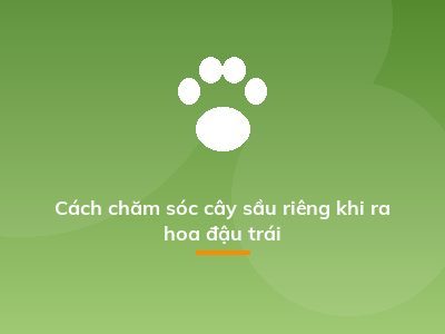 Cách chăm sóc cây sầu riêng khi ra hoa đậu trái