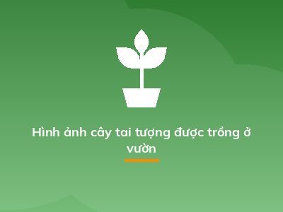 Cây tai tượng đỏ công dụng trồng viền công trình ít cần chăm sóc