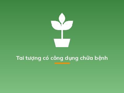 Tai tượng có công dụng chữa bệnh