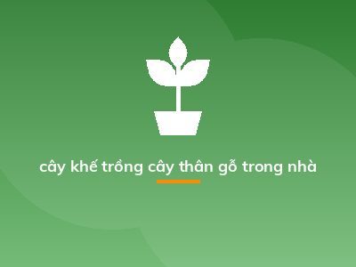 cây khế trồng cây thân gỗ trong nhà