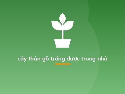 cây thân gỗ trồng được trong nhà