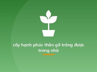 cây hạnh phúc thân gỗ trồng được trong nhà