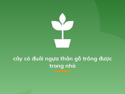 cây cỏ đuôi ngựa thân gỗ trồng được trong nhà