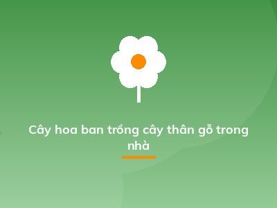 Cây hoa ban trồng cây thân gỗ trong nhà