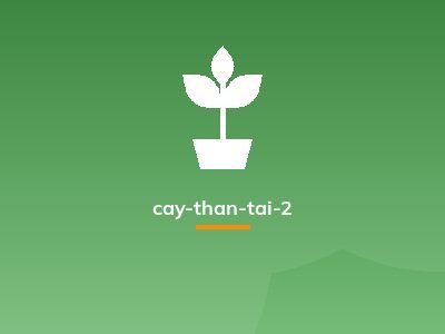 Cây Thần Tài là cây gì ? Có nên để trong nhà hay không ?