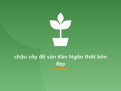 chậu cây để sàn Kim Ngân thắt bím đẹp