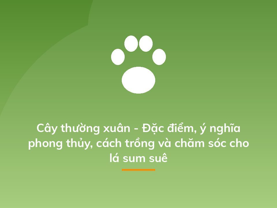Cây thường xuân - Đặc điểm, ý nghĩa phong thủy, cách trồng và chăm sóc cho lá sum suê