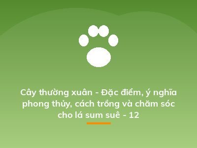 Cây thường xuân - Đặc điểm, ý nghĩa phong thủy, cách trồng và chăm sóc cho lá sum suê - 12
