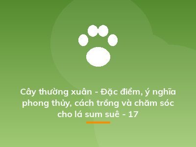 Cây thường xuân - Đặc điểm, ý nghĩa phong thủy, cách trồng và chăm sóc cho lá sum suê - 17
