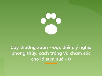 Cây thường xuân - Đặc điểm, ý nghĩa phong thủy, cách trồng và chăm sóc cho lá sum suê - 8