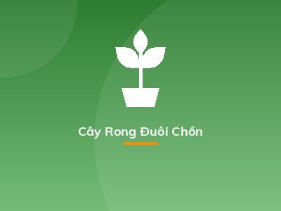Cây Rong Đuôi Chồn
