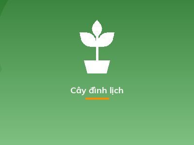 Cây đình lịch