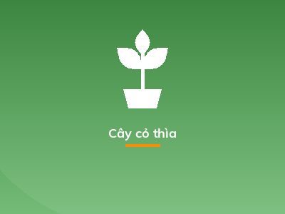 Cây cỏ thìa