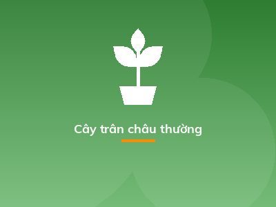 Cây trân châu thường