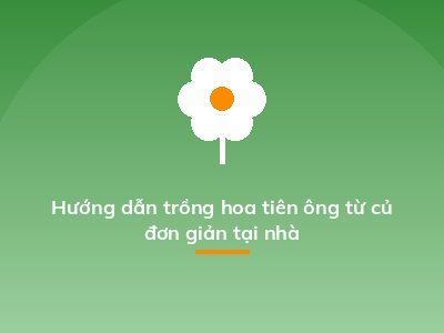 Hướng dẫn trồng hoa tiên ông từ củ đơn giản tại nhà