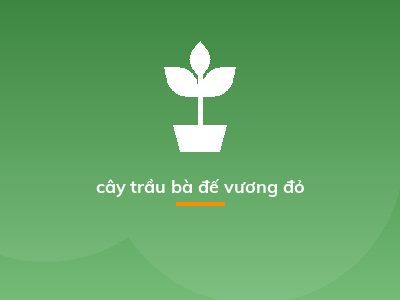 cây trầu bà đế vương đỏ