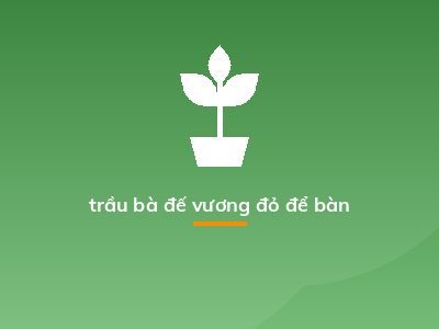 trầu bà đế vương đỏ để bàn
