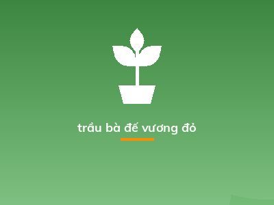 trầu bà đế vương đỏ