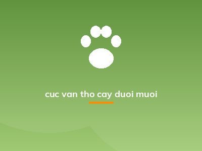 cuc van tho cay duoi muoi