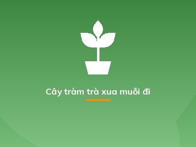 Cây tràm trà xua muỗi đi