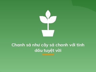 Chanh sả như cây sả chanh với tinh dầu tuyệt vời