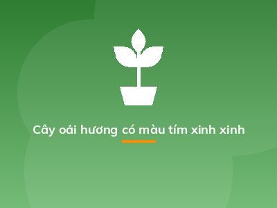 Cây oải hương có màu tím xinh xinh