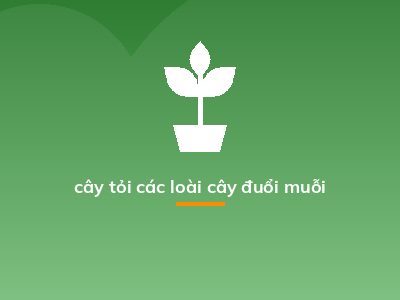 cây tỏi các loài cây đuổi muỗi