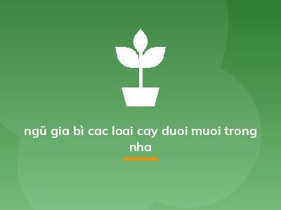 ngũ gia bì cac loai cay duoi muoi trong nha