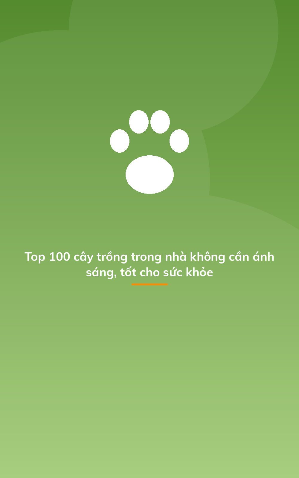 Top 100 cây trồng trong nhà không cần ánh sáng, tốt cho sức khỏe
