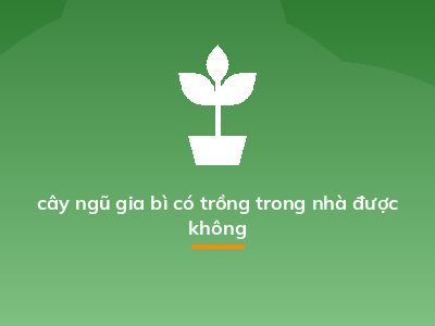 cây ngũ gia bì có trồng trong nhà được không