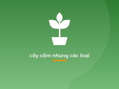 cây cẩm nhung các loại