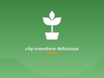 cây monstera delicisosa