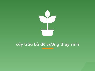 cây trầu bà đế vương thủy sinh