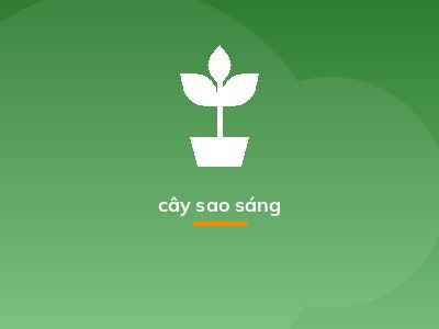 cây sao sáng