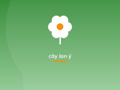 cây lan ý