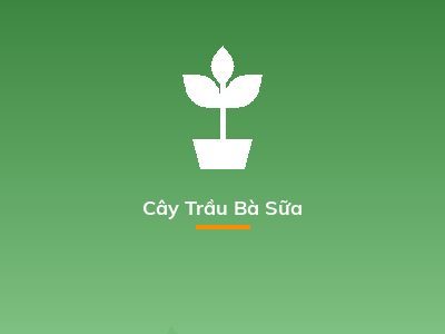 Cây Trầu Bà Sữa