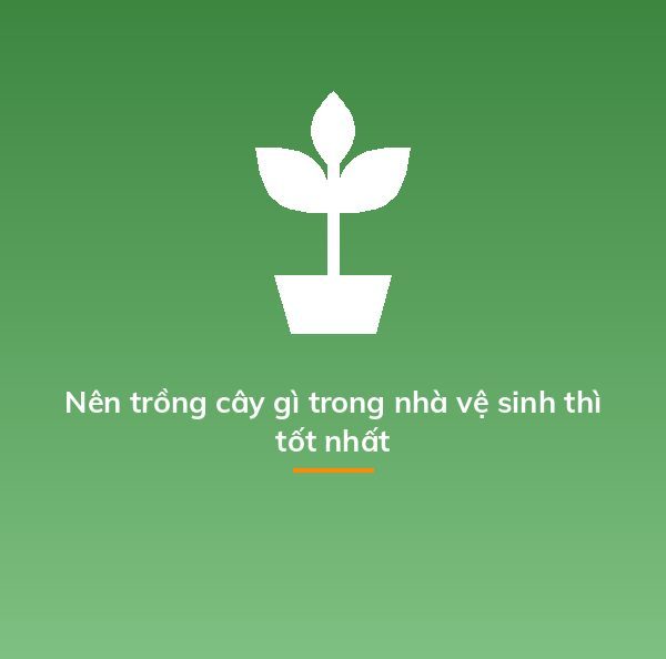 Nên trồng cây gì trong nhà vệ sinh thì tốt nhất