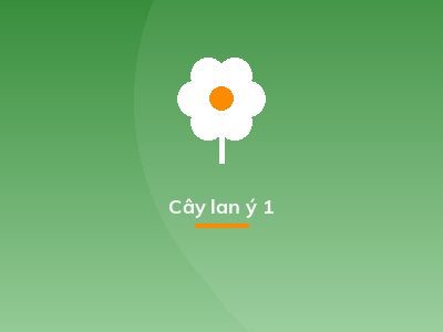 Cây lan ý 1