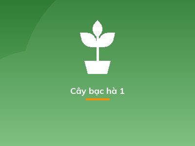 Cây bạc hà 1