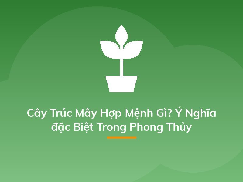 Cây Trúc Mây Hợp Mệnh Gì? Ý Nghĩa đặc Biệt Trong Phong Thủy