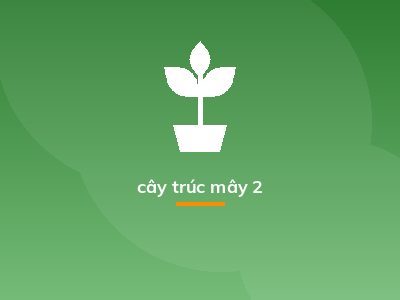 cây trúc mây 2