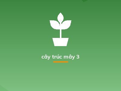 cây trúc mây 3
