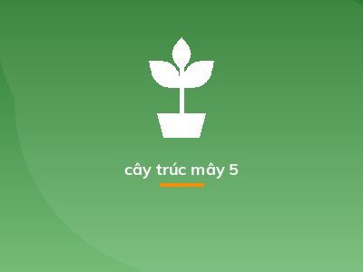 cây trúc mây 5
