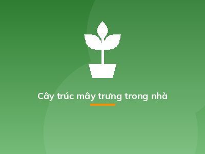 Cây trúc mây trưng trong nhà