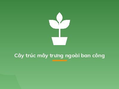 Cây trúc mây trưng ngoài ban công