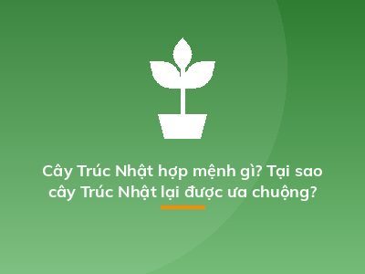Cây Trúc Nhật hợp mệnh gì? Tại sao cây Trúc Nhật lại được ưa chuộng?